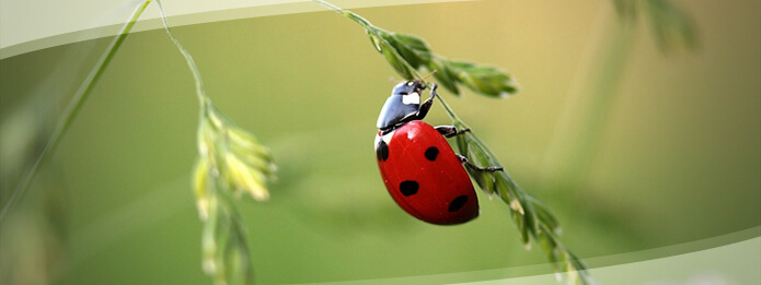 Common Residential Bugs Are Ladybugs Pests