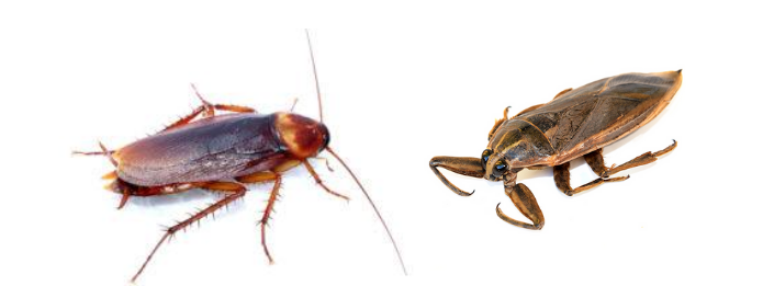 Differences Between Cockroaches and Water Bugs
