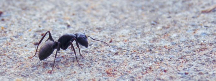 Reasons Why Ants Are Active In Summer