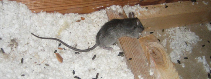 Mice Invading A Home This Fall