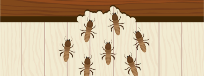 Signs of Pest Damage Inside Your Home