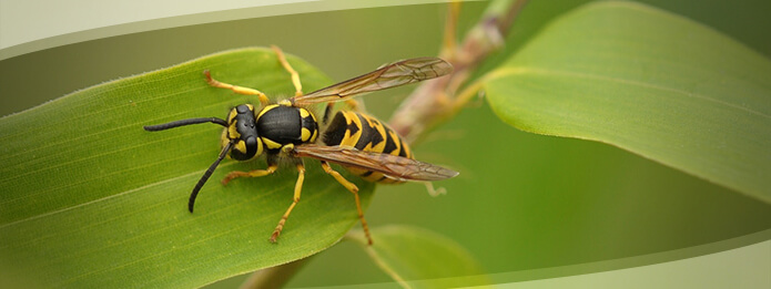 Wasp on Leaf