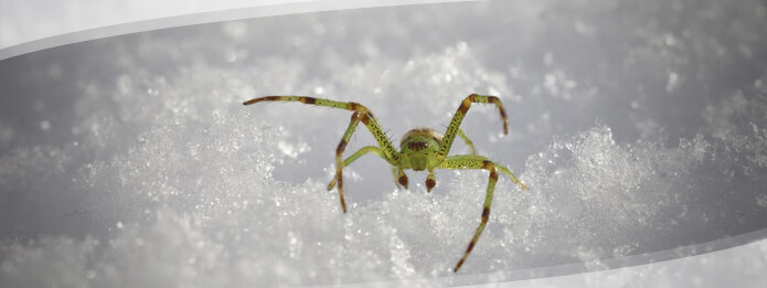 How Do Spiders Stay Warm in Winter