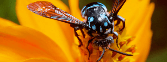 Wasps Are Pollinators