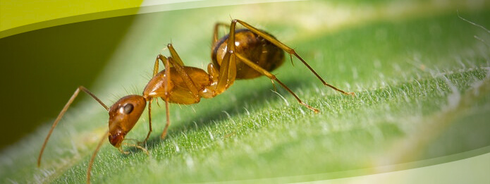 Carpenter Ant on a leaf