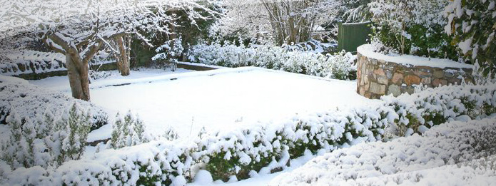 How to Achieve a Pest-free Garden this Winter