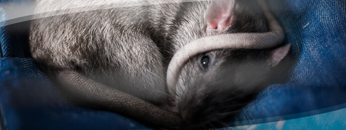 Understanding Albertas Blueprint in Banishing Rats