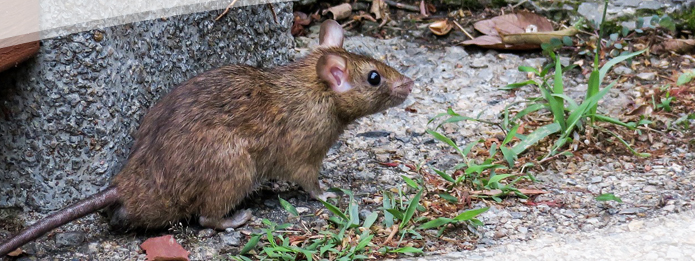 Why You Should Call a Pest Control Company to Remove Rodents