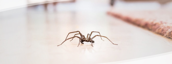 Are the Spiders in Your Home Dangerous?