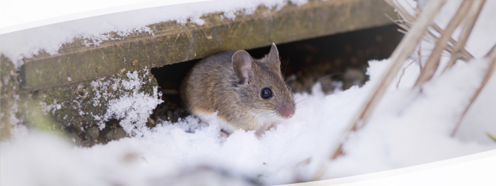 Can Rodents Be Eliminated From Your Home in Winter?