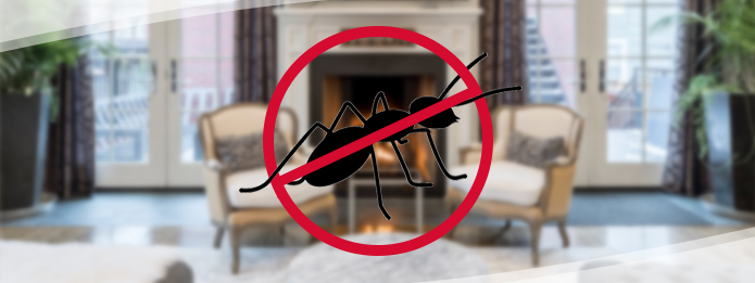 Ants in My House This Winter? Say It Isn't So!