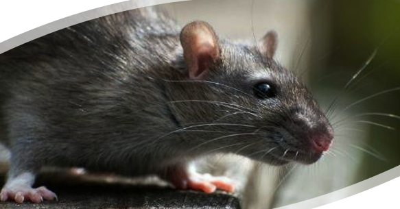 Covid-19 Dilemma- Hungry Rats, Cannibalism, and a Breed of More Aggressive Rats