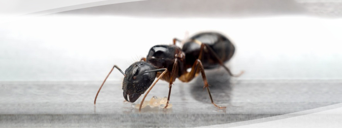 Its Never Too Early to Check Your Home for Carpenter Ants