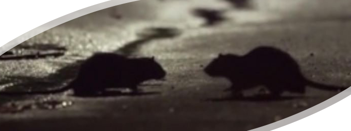 Rodent Sightings Increase Amid COVID-19 Lockdown