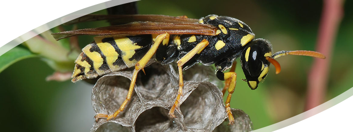 Taking a look at the do's and don'ts when it comes to wasps