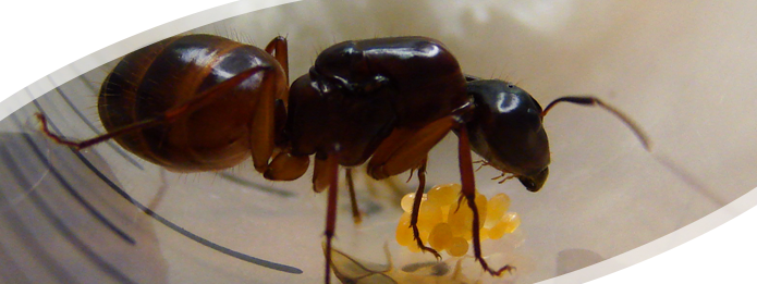 What Are Carpenter Ant Larvae