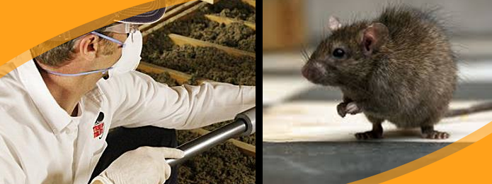 How a Pest Control Service Can Help You Handle a Rat Problem