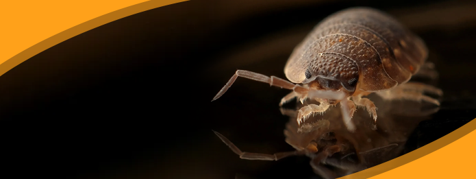 The Rise of Insecticide-Resistant Bed Bugs