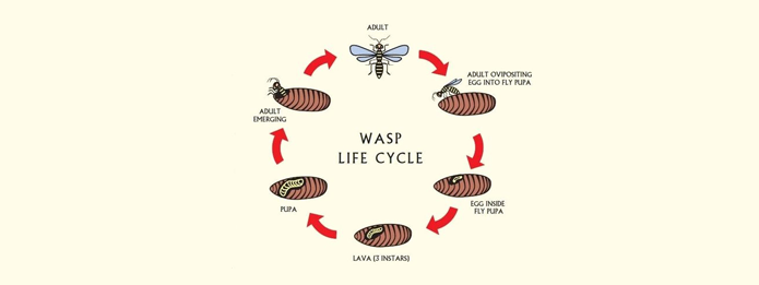Cambridge Pest Control- Lifecycle of Wasps