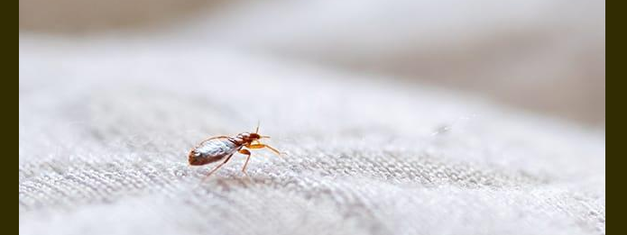 Cambridge Pest Control- What Are Bed Bugs Doing in Winter copy