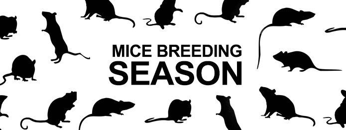 Guelph Pest Removal- Do Mice Have a Breeding Season