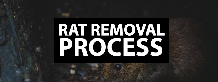 Truly Nolen's Process to Remove a Rat Infestation