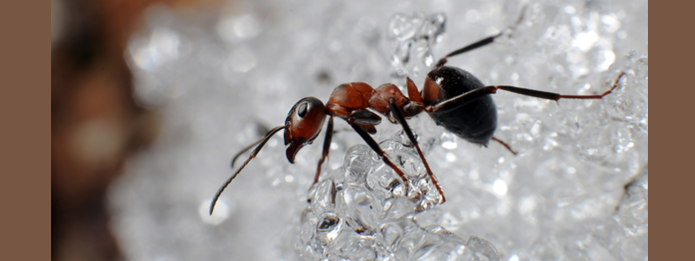 How Do Carpenter Ants Continue To Thrive in the Colder Months