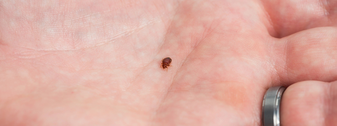 Kitchener Pest Control- Is It a Bed Bug or Another Bug