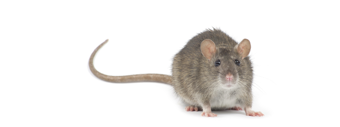 Learn about rat tails from our rodent control experts