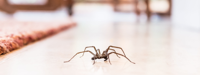 Spider control in Guelph may be needed for house spiders
