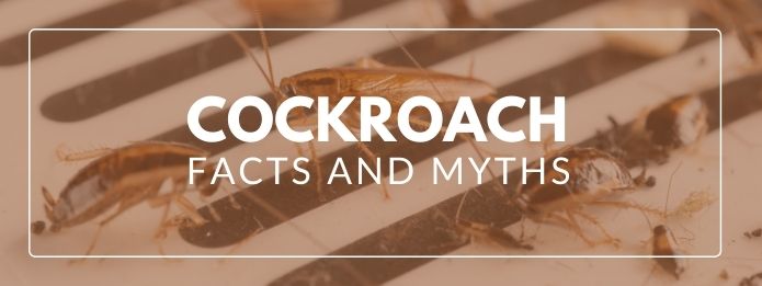 Cockroach Facts and Myths 1