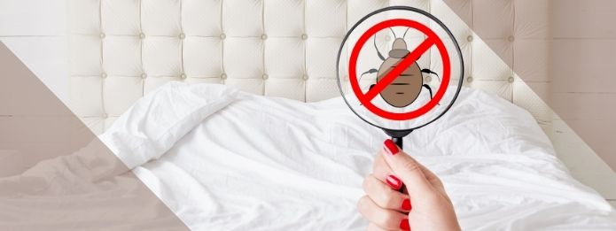 Bed Bugs: Their Habits and Life Cycle in Your Home