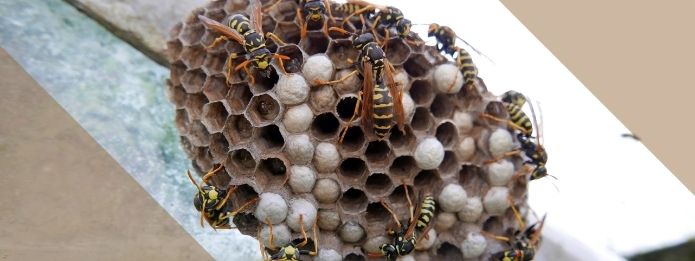 When Is Wasp Mating Season?
