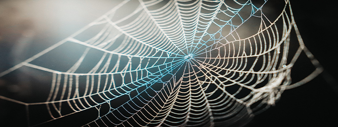 A closer look at spider webs - Inside Ecology