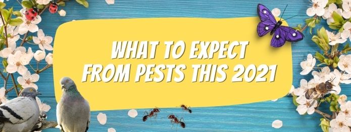 What To Expect From Pests This 2021 3