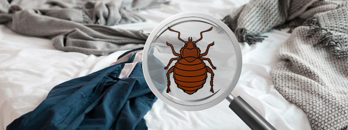 Do Bed Bugs Make Nests In A Home