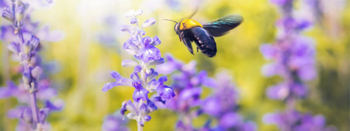 What Are Carpenter Bees