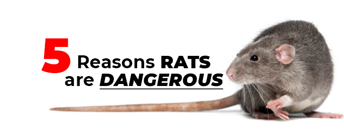 5 Reasons Rats Are Dangerous.jpg