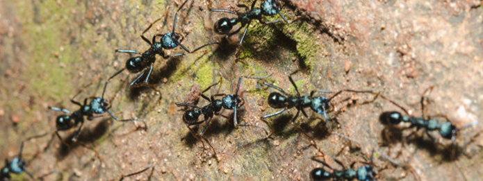 How are Carpenter Ants Different From Other Ants