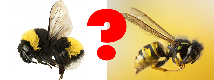 Is it a honey bee or a bumble bee? - Honey Bee Suite