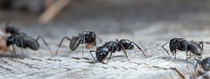 Carpenter Ant Infestation