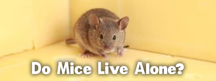 Do Mice Live Alone