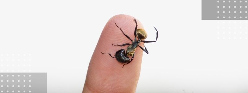 Vaughan Pest Control_ Do Carpenter Ants Bite_ 2