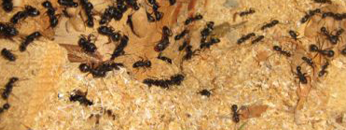 When Should You Expect to See Carpenter Ants