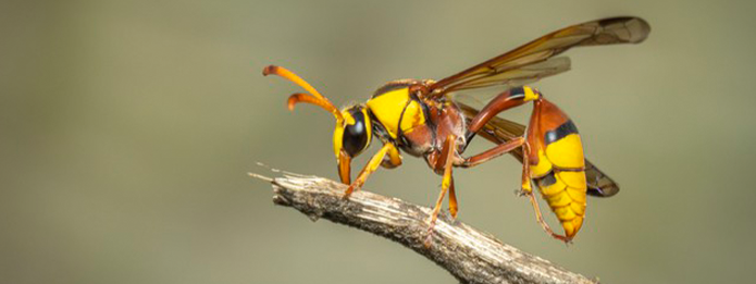 Why Wasps Really Sting You
