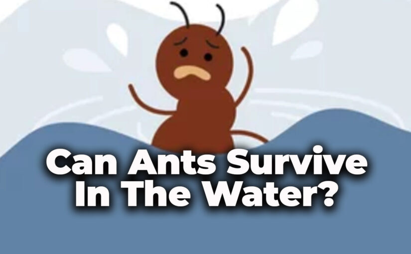 Reasons Why Ants are Active In Summer