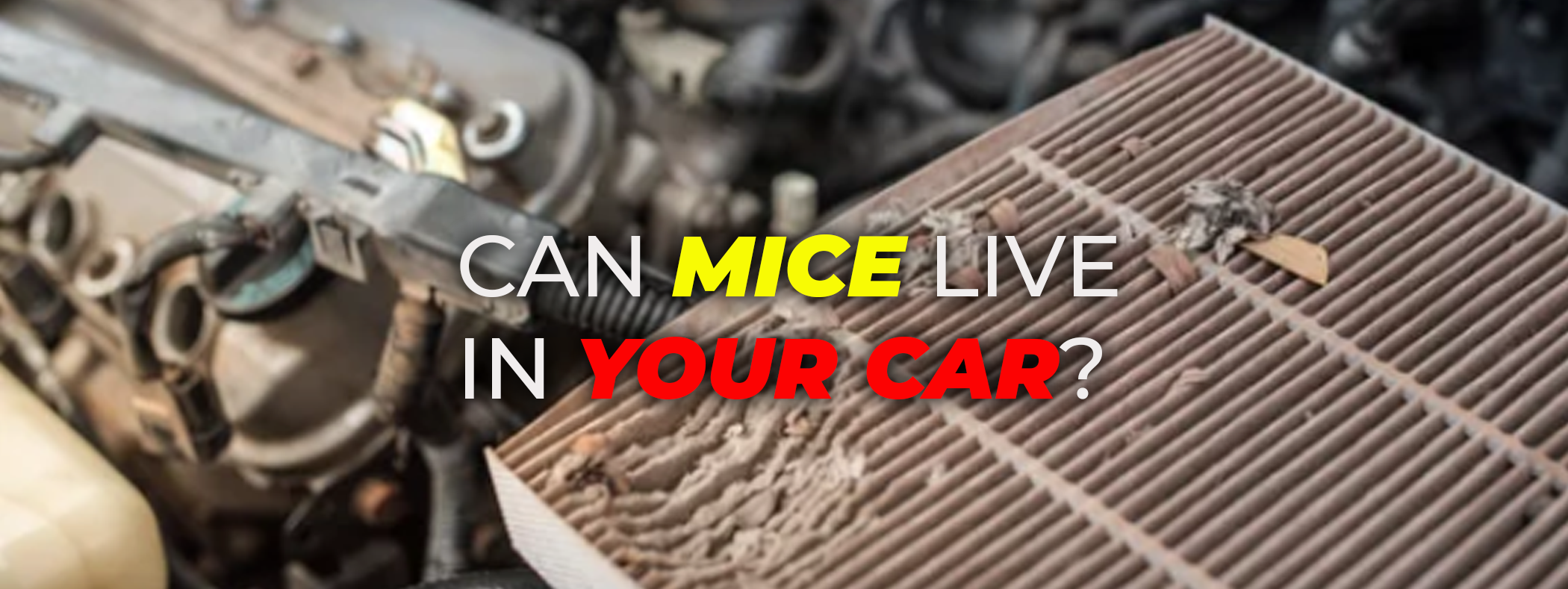 Can Mice Live in Your Car