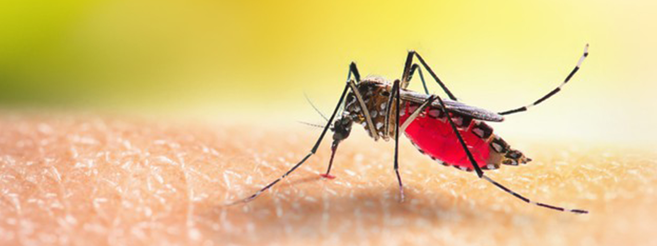 Do Mosquitos Have Their Own Blood