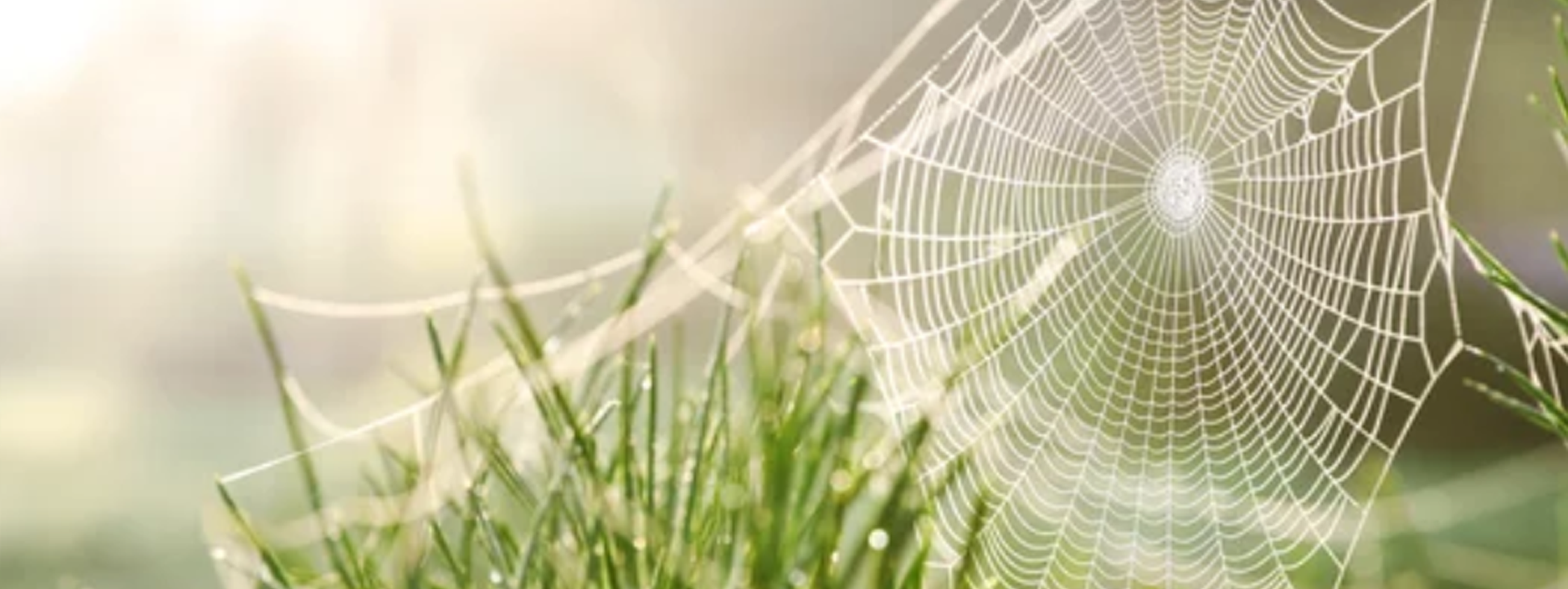 Everything You Need To Know About Spider Webs