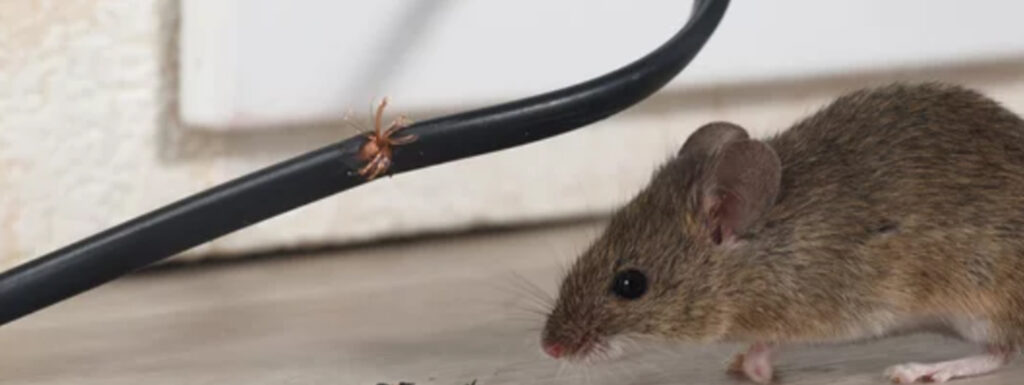 Rodents Chew Through Electrical Wiring
